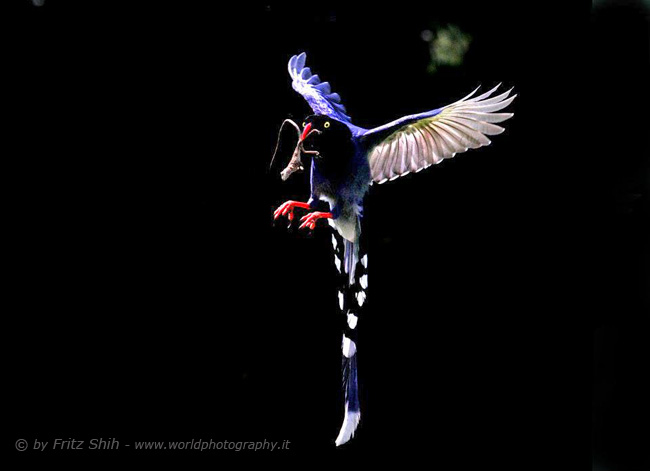 Taiwan Blue Magpie in Flight, 3